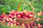 Осенние ягоды и фрукты: на что обратить внимание фото