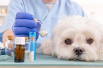 Ветеринарные препараты в поле зрения аналитиков фото