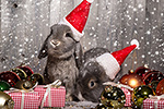 Кот и Кролик: готовимся к новогодним праздникам фото